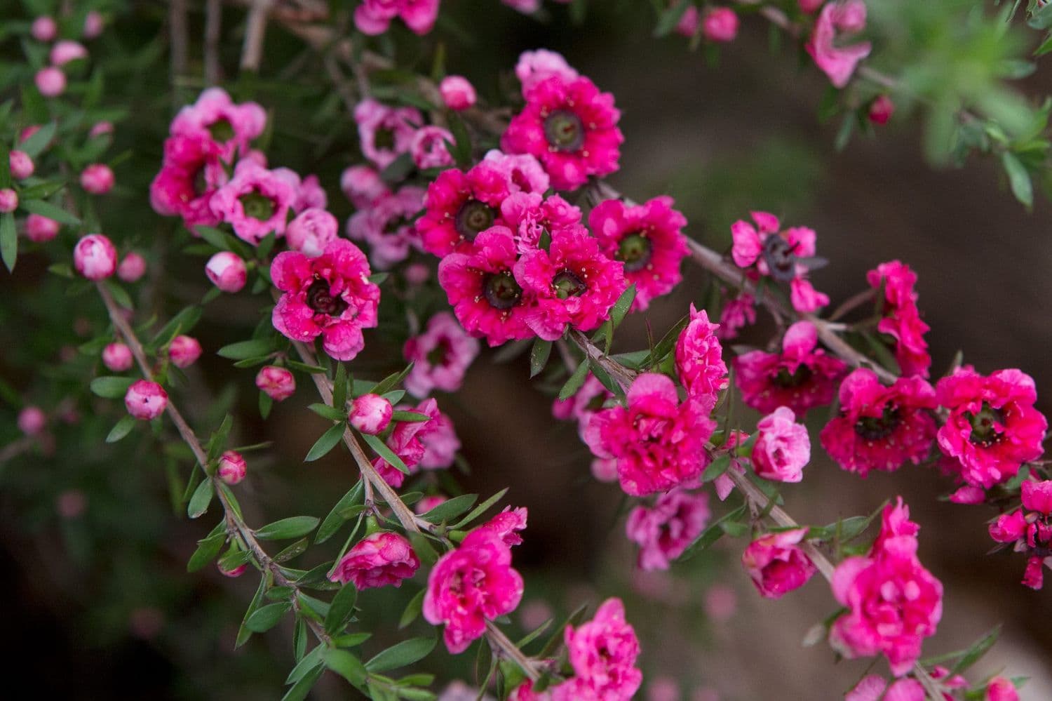 Manuka-Extrakt in Kosmetika Leptospermum scoparium leaf extract