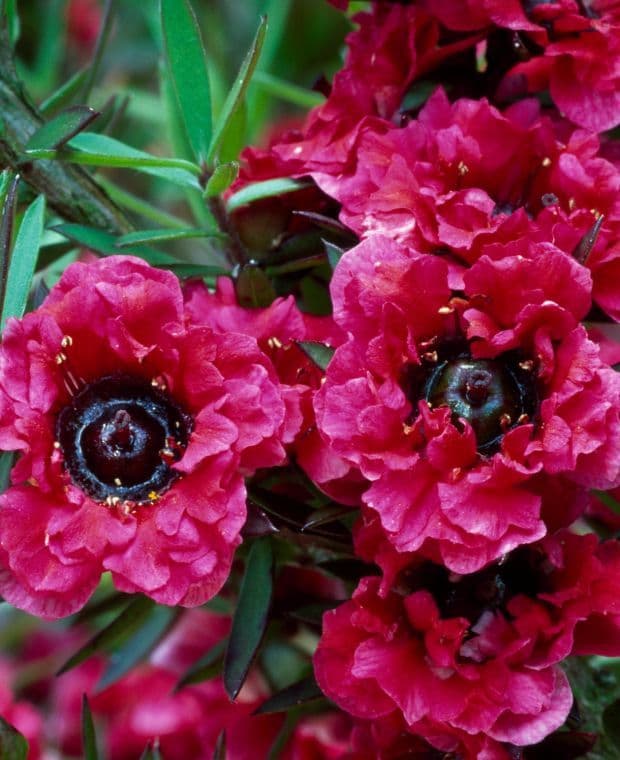 Manuka-Extrakt in Kosmetika Leptospermum scoparium leaf extract