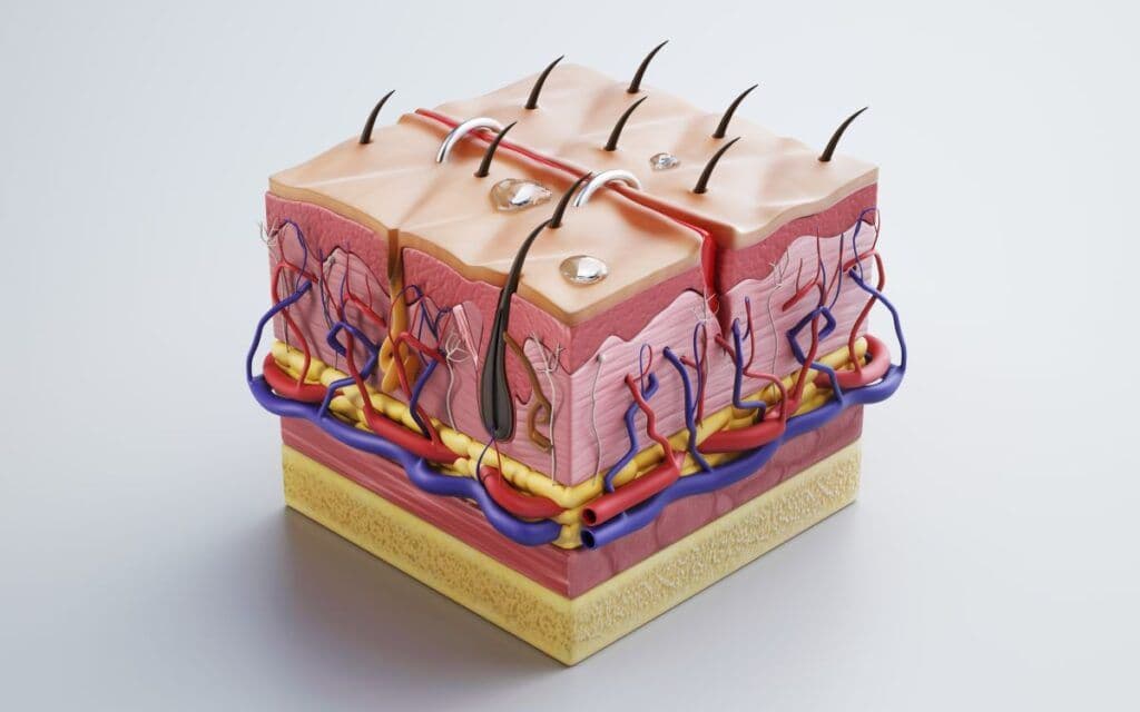 Ätiologie der Cellulite. Warum entsteht Cellulite?