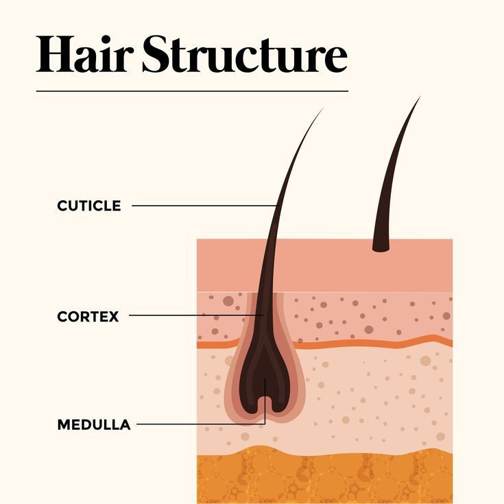 Molekulare Struktur des Haares: Hauptverbindungen und Haarreparatur