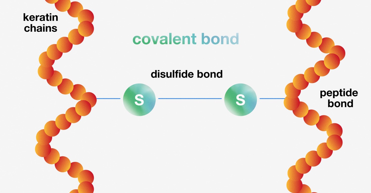 Molekulare Struktur des Haares: Hauptverbindungen und Haarreparatur