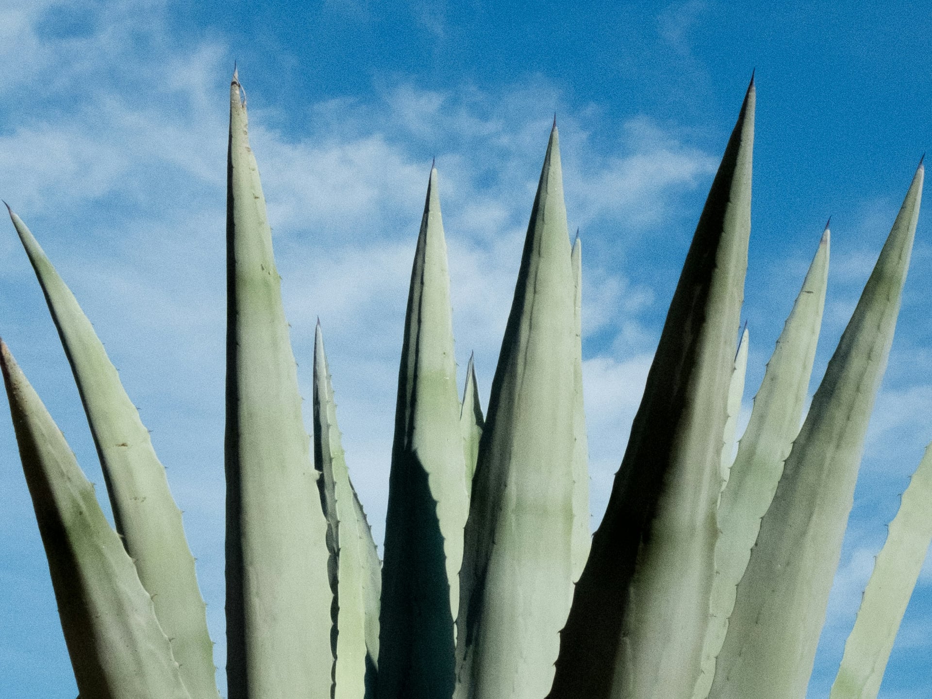 Aloe